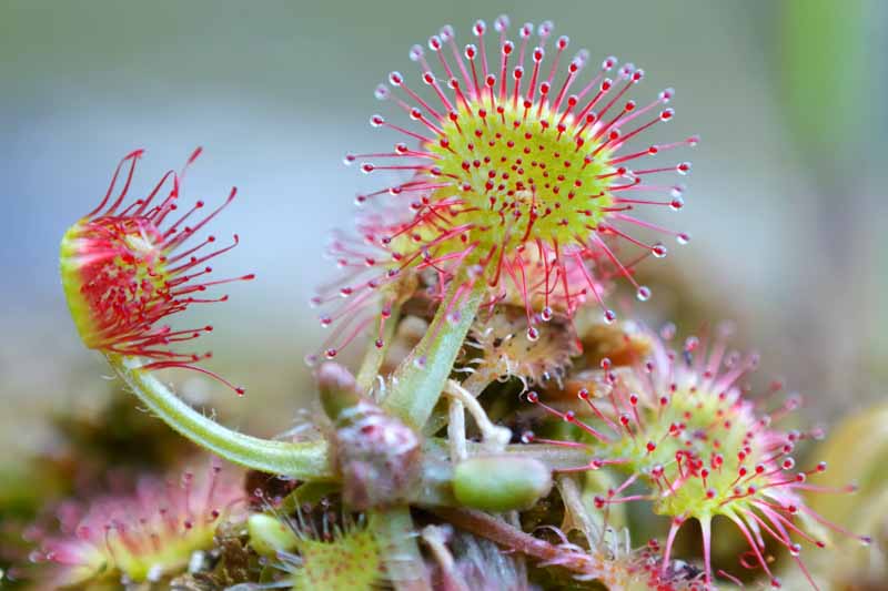 zart Rosa Sundew Blumensamen zur Aussaat ideal Rabatten Traditionssorte & ohne Gentechnik Samen Hausgarten