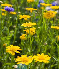 Marigold (marigold chrysanthemum) samen for anpflanzung in home garten