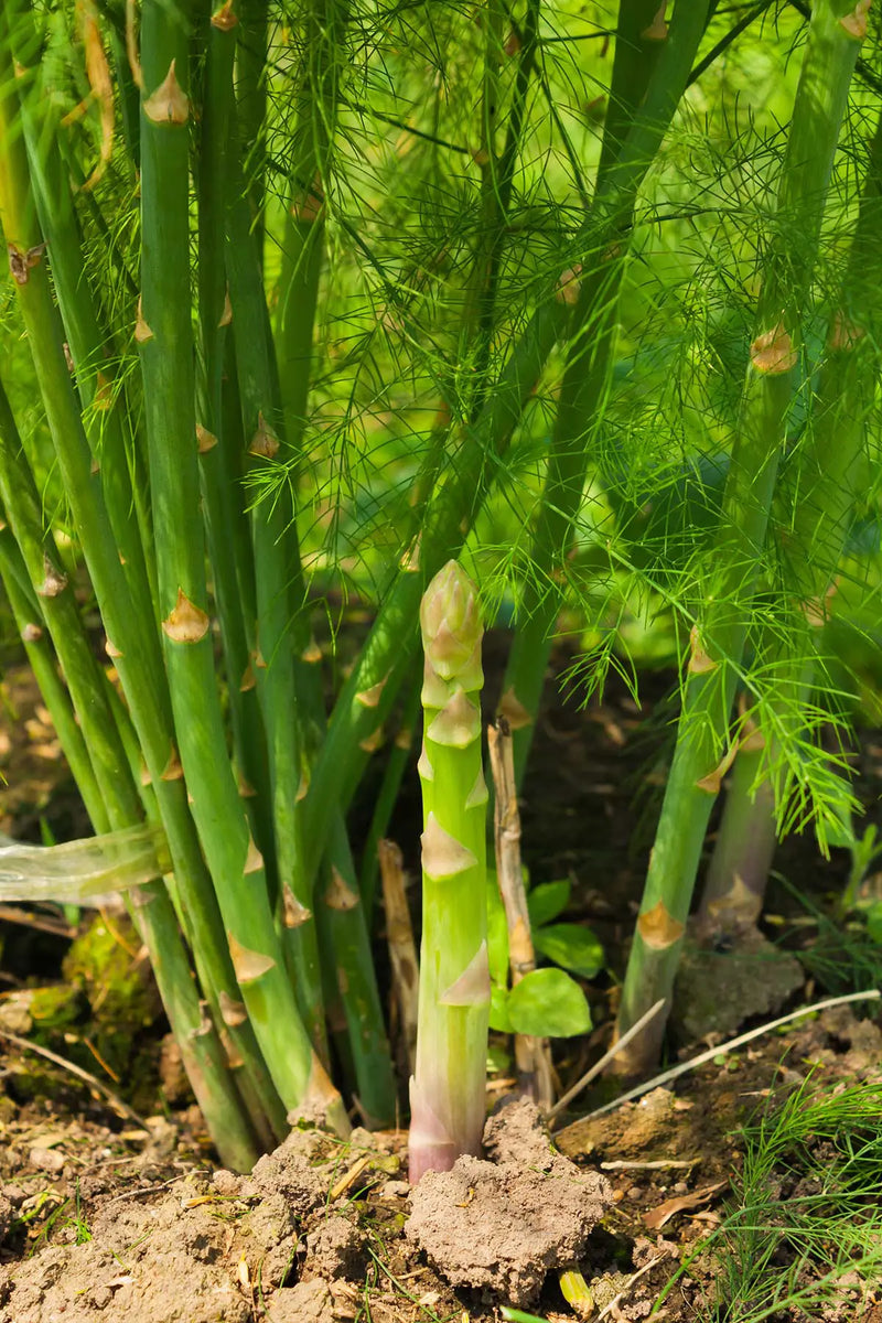Grün Asparagus Mary Washington Samen mehrjährig Aussaat