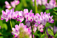 Astragalus Sinicus Blumensamen zur Aussaat leuchtend Traditionssorte & ohne Gentechnik Samen Hausgarten
