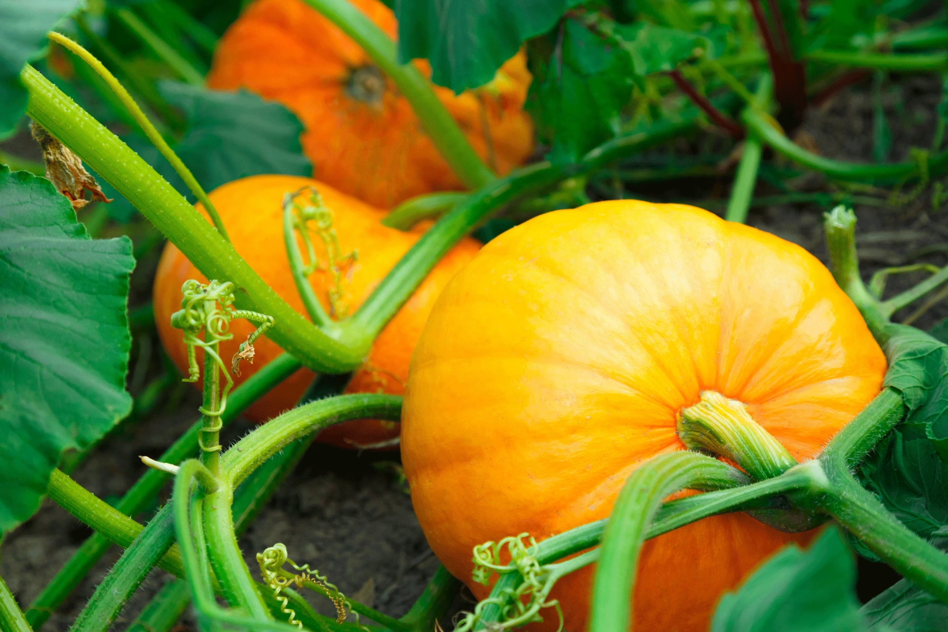 Mixed Pumpkin Planting Samen for a Bountiful Harvest