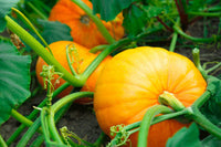 Mixed Pumpkin Planting Samen for a Bountiful Harvest