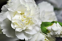 Carnation (carnation dianthus) samen for anpflanzung in home garten