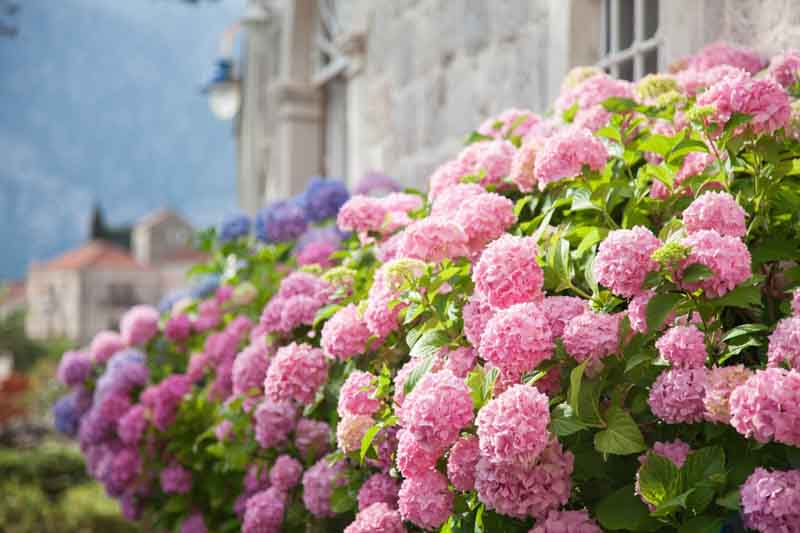 Rosa Hortensie Blumensamen zur Aussaat Drought verträglich Traditionssorte & ohne Gentechnik Samen Hausgarten
