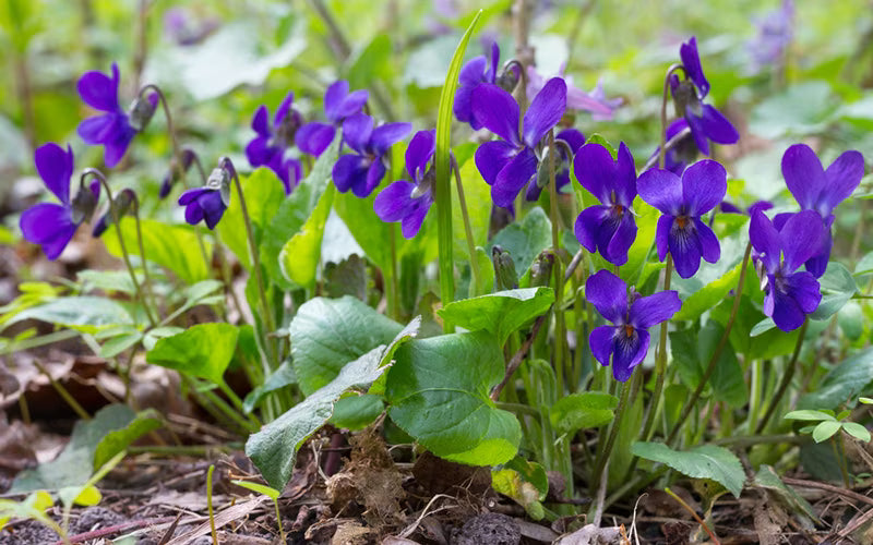 Violett Sommerflieder Blumensamen zur Aussaat – Anzucht – Traditionssorte & ohne Gentechnik Samen Hausgarten