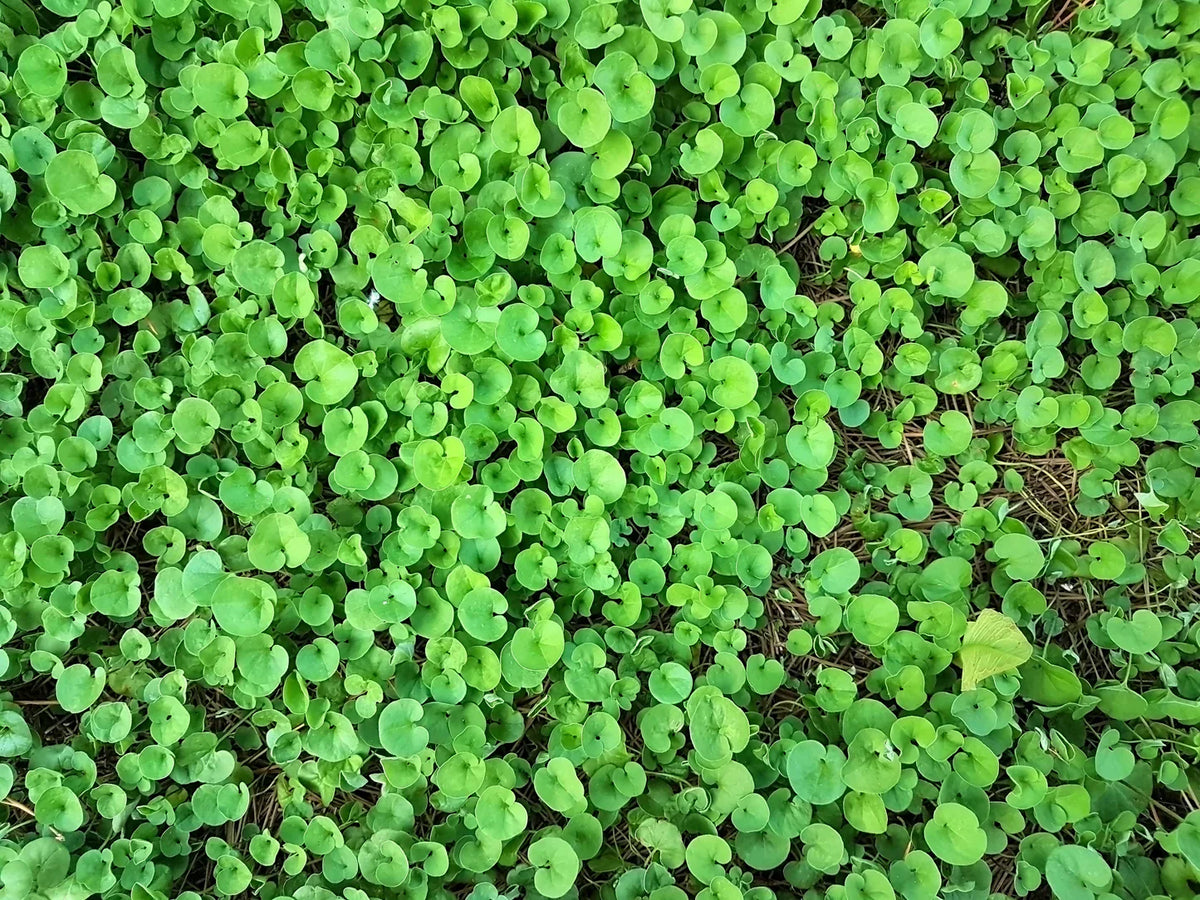 Dichondra (dichondra ground) samen for anpflanzung in home garten