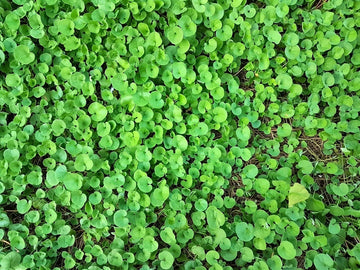 Dichondra (dichondra ground) samen for anpflanzung in home garten