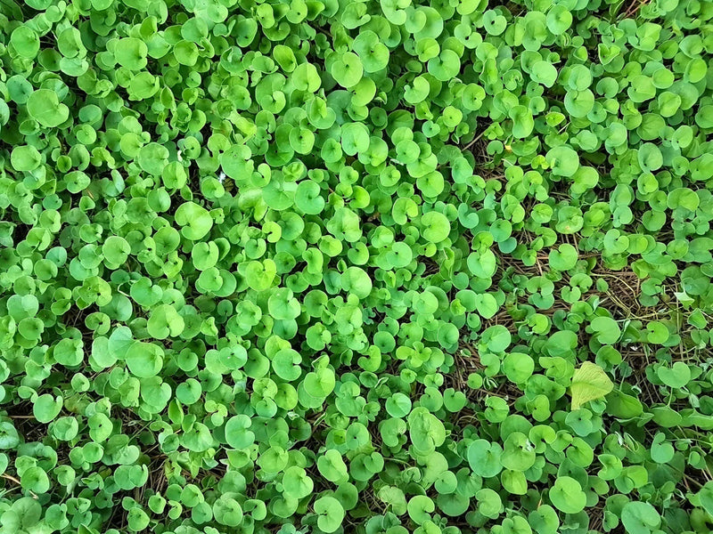 Dichondra (dichondra ground) samen for anpflanzung in home garten