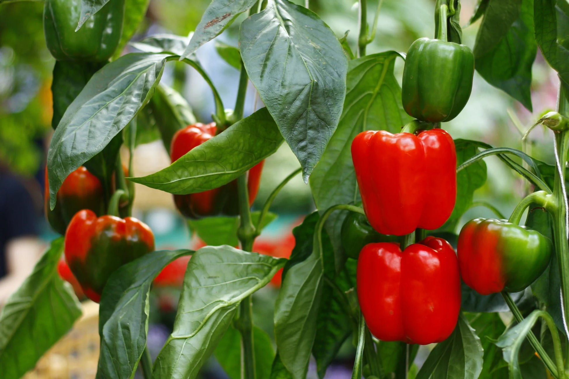 Pepper Capsicum spp. Gemüse Samen zum Pflanzen in Gemüse Patch