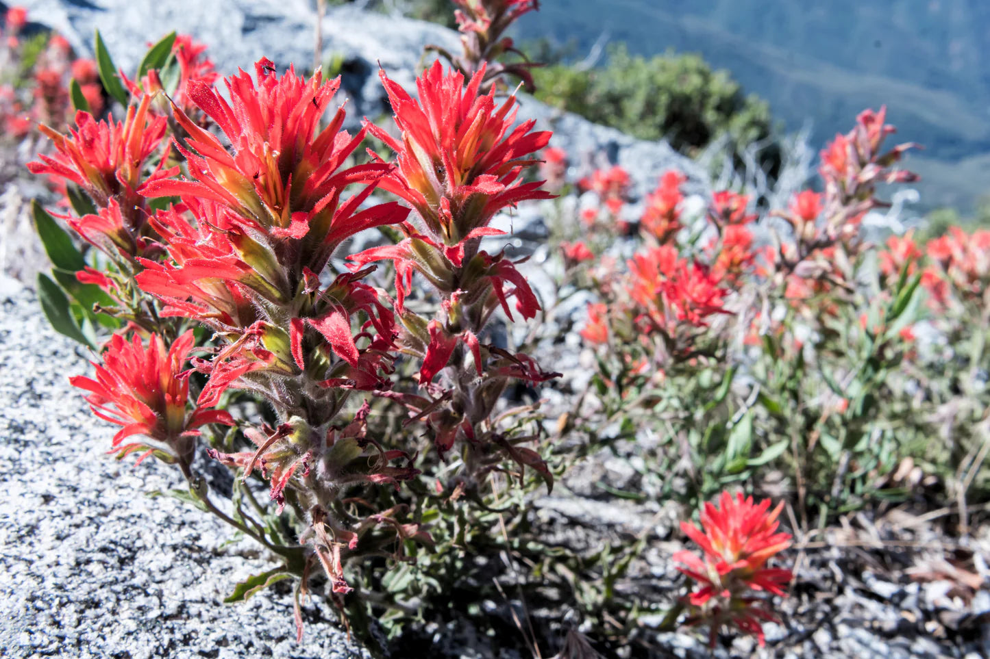Castilleja Indivisa Blumensamen zur Aussaat – Anzucht Traditionssorte & ohne Gentechnik Samen Hausgarten