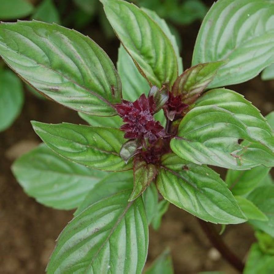 Siam Queen Thai Basil Pflanze Anbau in an Kraut Garten