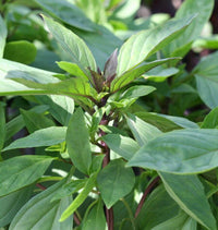 Pink-lavender Blume clusters on Siam Queen Basil grown from Samen