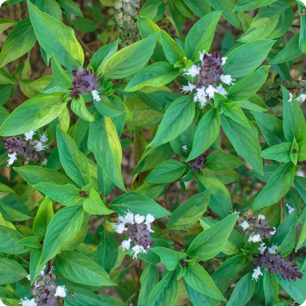 Siam Queen Thai Basil Samen Ocimum basilicum var. thyrsiflora with purple stems