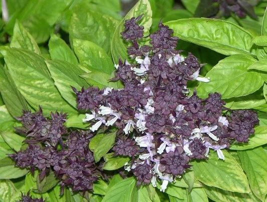 Packet of Siam Queen Thai Basil Samen for Aussaat