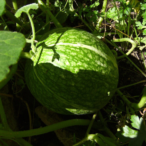 Green Cucurbita Pepo Ficifolia Samen für einfache Aussaat