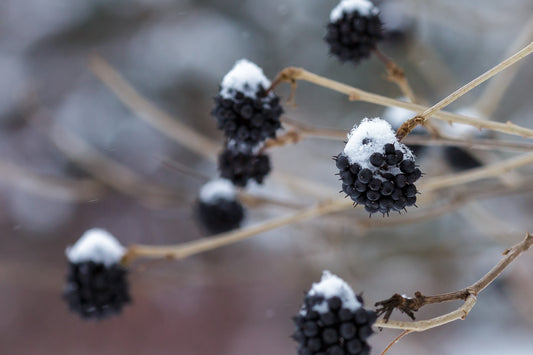Siberian Ginseng Samen – Eleutherococcus senticosus Shrub for Easy Growth