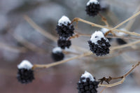 Siberian Ginseng Samen – Eleutherococcus senticosus Shrub for Easy Growth