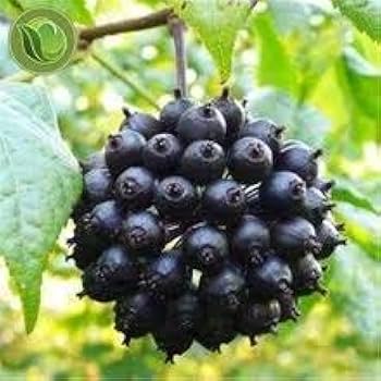 Mature Siberian Ginseng Shrub Anbau in Garten
