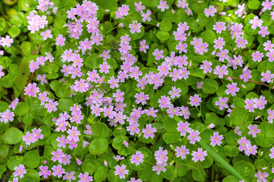 Siberian Spring Beauty Blumen blooming in a shaded Garten