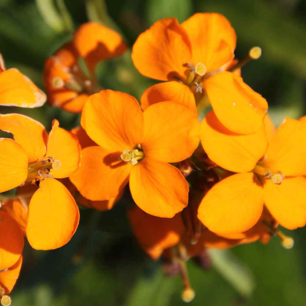 Orange Cheiranthus Blumensamen zur Aussaat Wildblume Mischung Traditionssorte & ohne Gentechnik Samen Hausgarten