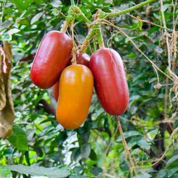 Cassabanana Gemüsesamen for Gardening