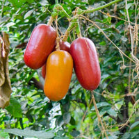 Sicana Odorifera Samen zum Pflanzen  Grow This Unique Gemüse