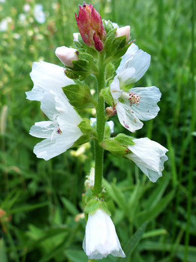 Weiß Checkermallow Blumensamen zur Aussaat – lang Blüte Saison – Traditionssorte & ohne Gentechnik Samen Hausgarten