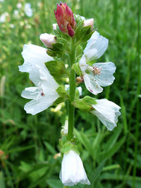 Weiß Checkermallow Blumensamen zur Aussaat – lang Blüte Saison – Traditionssorte & ohne Gentechnik Samen Hausgarten