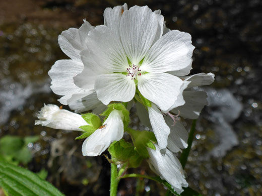 Weiß Checkermallow Blumensamen zur Aussaat – lang Blüte Saison – Traditionssorte & ohne Gentechnik Samen Hausgarten