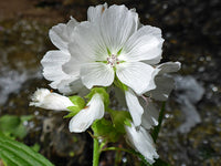 Weiß Checkermallow Blumensamen zur Aussaat – lang Blüte Saison – Traditionssorte & ohne Gentechnik Samen Hausgarten