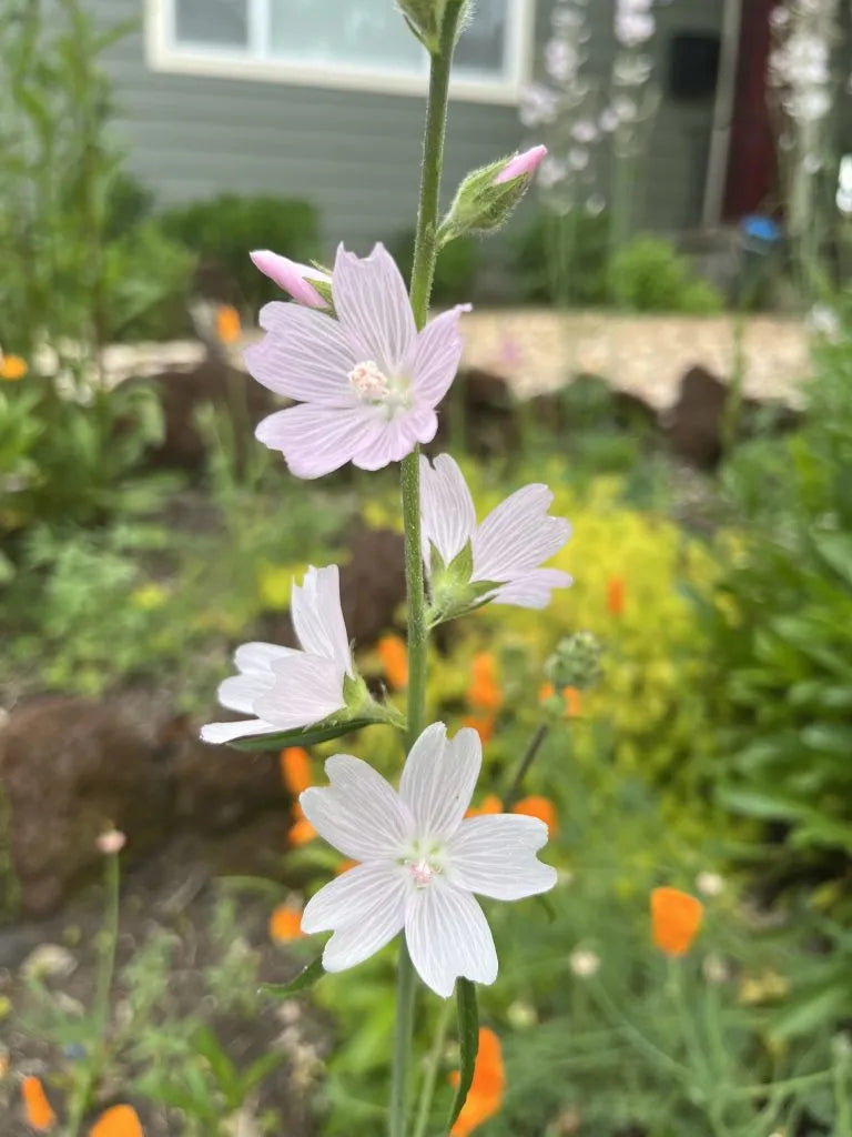 Sidalcea malviflora weiß checkermallow pflanze
