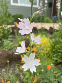 Sidalcea malviflora weiß checkermallow pflanze