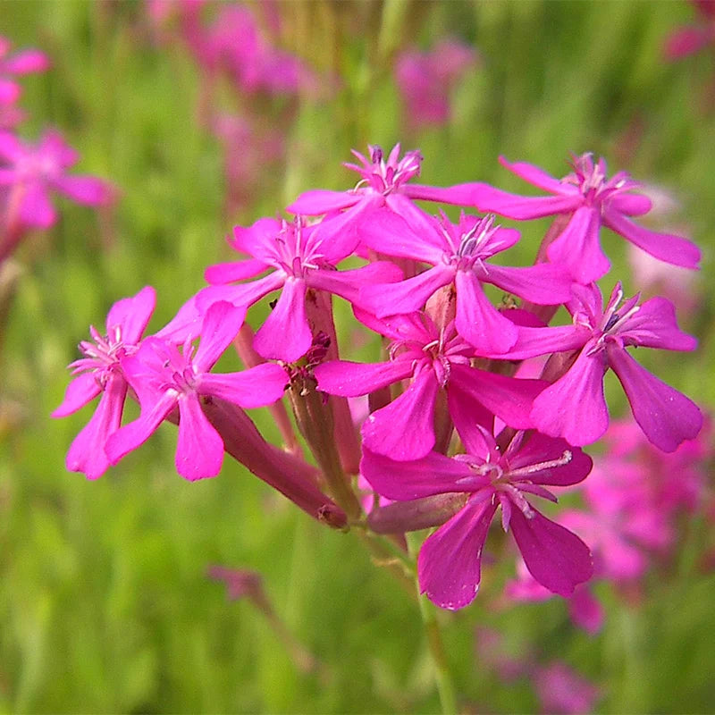 Radiata Orchidee Blumensamen zur Aussaat leuchtend Blüten Traditionssorte & ohne Gentechnik Samen Hausgarten