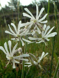 Silene latifolia catchfly samen germination guide