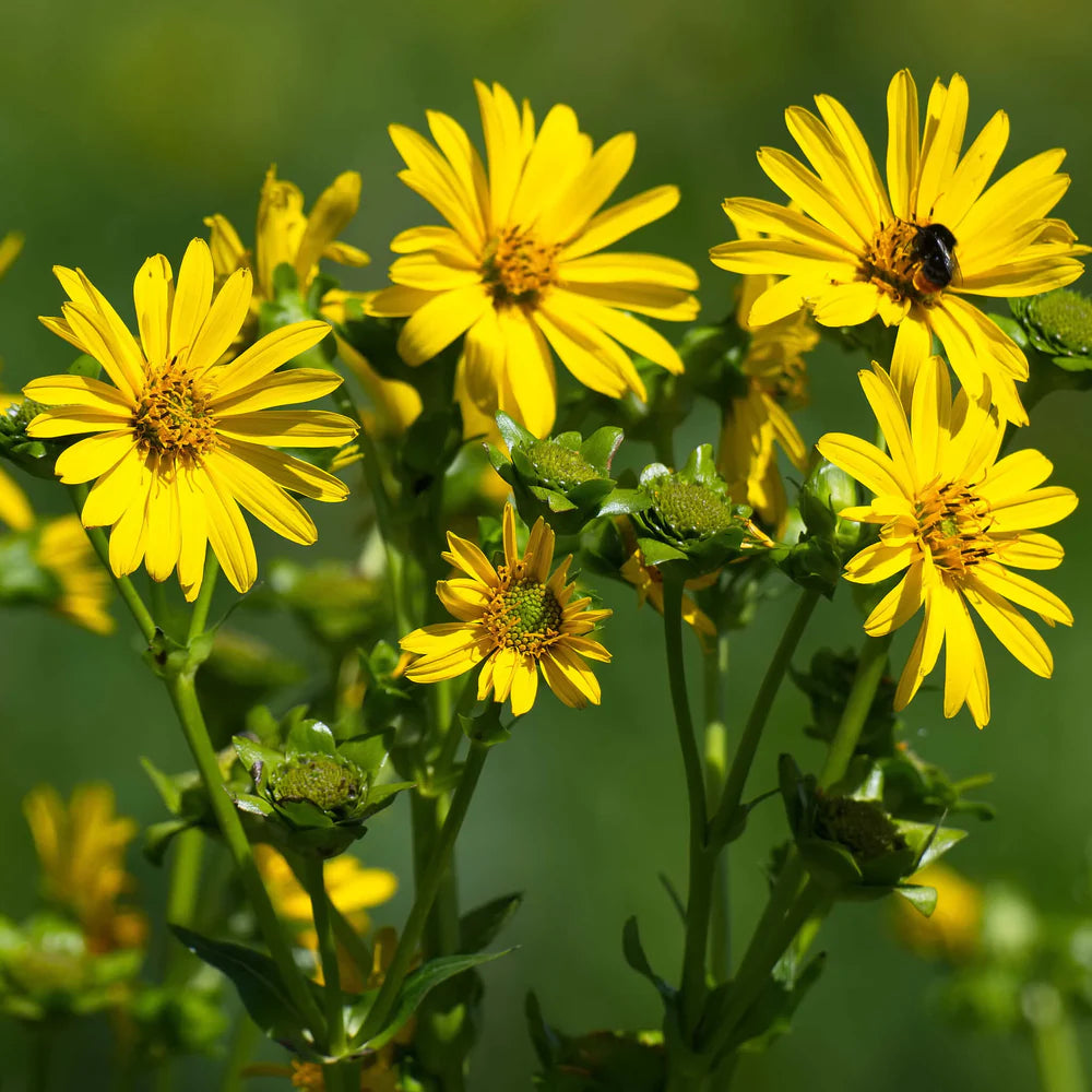 Gelb Silphium Perfoliatum Blumensamen zur Aussaat – Halbschatten verträglich – Traditionssorte & ohne Gentechnik Samen Hausgarten