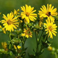 Gelb Silphium Perfoliatum Blumensamen zur Aussaat – Halbschatten verträglich – Traditionssorte & ohne Gentechnik Samen Hausgarten