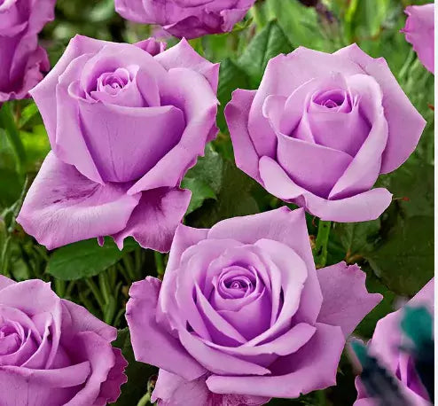 Sterling Silver Rose Blumensamen zur Aussaat sonnenliebend Traditionssorte & ohne Gentechnik Samen Hausgarten