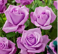 Sterling Silver Rose Blumensamen zur Aussaat sonnenliebend Traditionssorte & ohne Gentechnik Samen Hausgarten