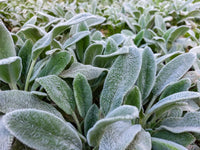 Lamb'sEar Blumensamen zur Aussaat lang Blüte Saison Traditionssorte & ohne Gentechnik Samen Hausgarten