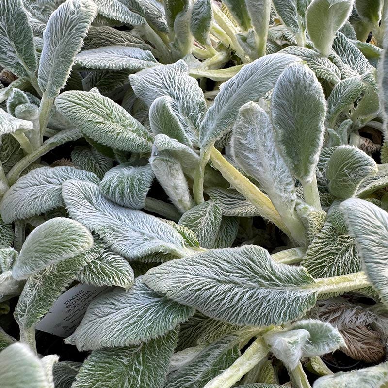 Gray Lambs Ear Blumensamen zur Aussaat – ideal Rabatten – Traditionssorte & ohne Gentechnik Samen Hausgarten