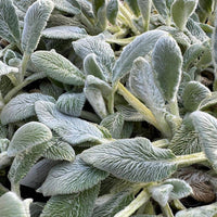 Gray Lambs Ear Blumensamen zur Aussaat – ideal Rabatten – Traditionssorte & ohne Gentechnik Samen Hausgarten