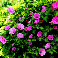 Weiß Rosa Lavatera Blumensamen zur Aussaat Samen üppig Blüten – ideal elegant Garten Schauanlagen