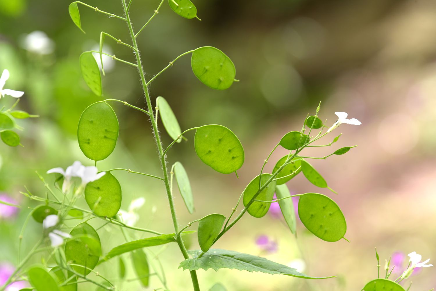 Lunaria Blumensamen zur Aussaat – sonnenliebend – Traditionssorte & ohne Gentechnik Samen Hausgarten