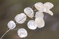 Lunaria Blumensamen zur Aussaat farbenfroh Schau Traditionssorte & ohne Gentechnik Samen Hausgarten
