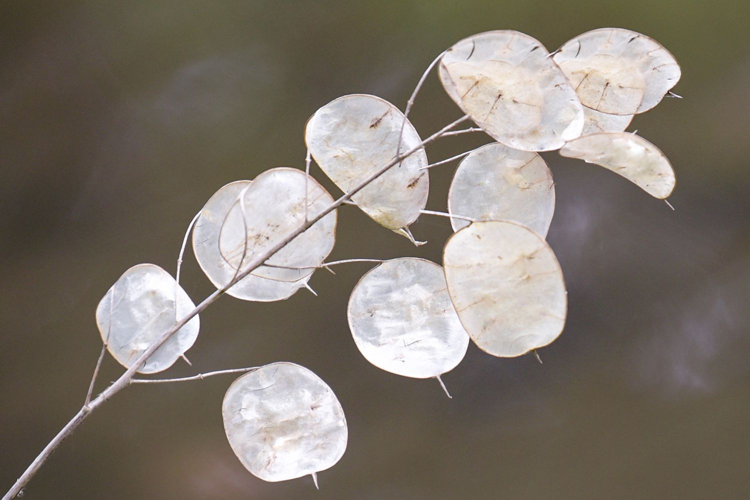 Weiß Lunaria Biennis Blumensamen zur Aussaat – Bestäuber freundlich – Traditionssorte & ohne Gentechnik Samen Hausgarten