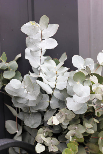 Silver Drop Eucalyptus Samen Eucalyptus Gunnii Cider Gum Silver Blue Foliage