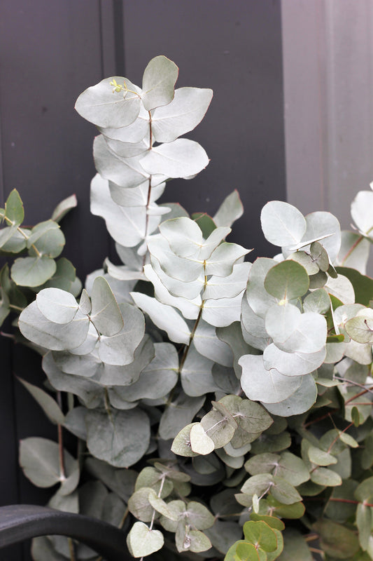 Silver Drop Eucalyptus Samen Eucalyptus Gunnii Cider Gum Silver Blue Foliage