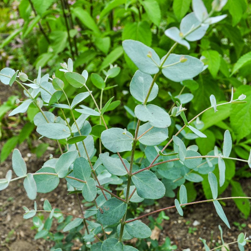 Silver eucalyptus pflanze samen for gardening and anpflanzung