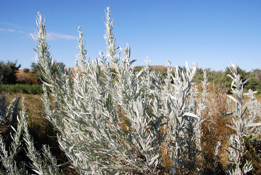 Silver Sagebrush Pflanze with silver-grey aromatic foliage in Kraut Garten