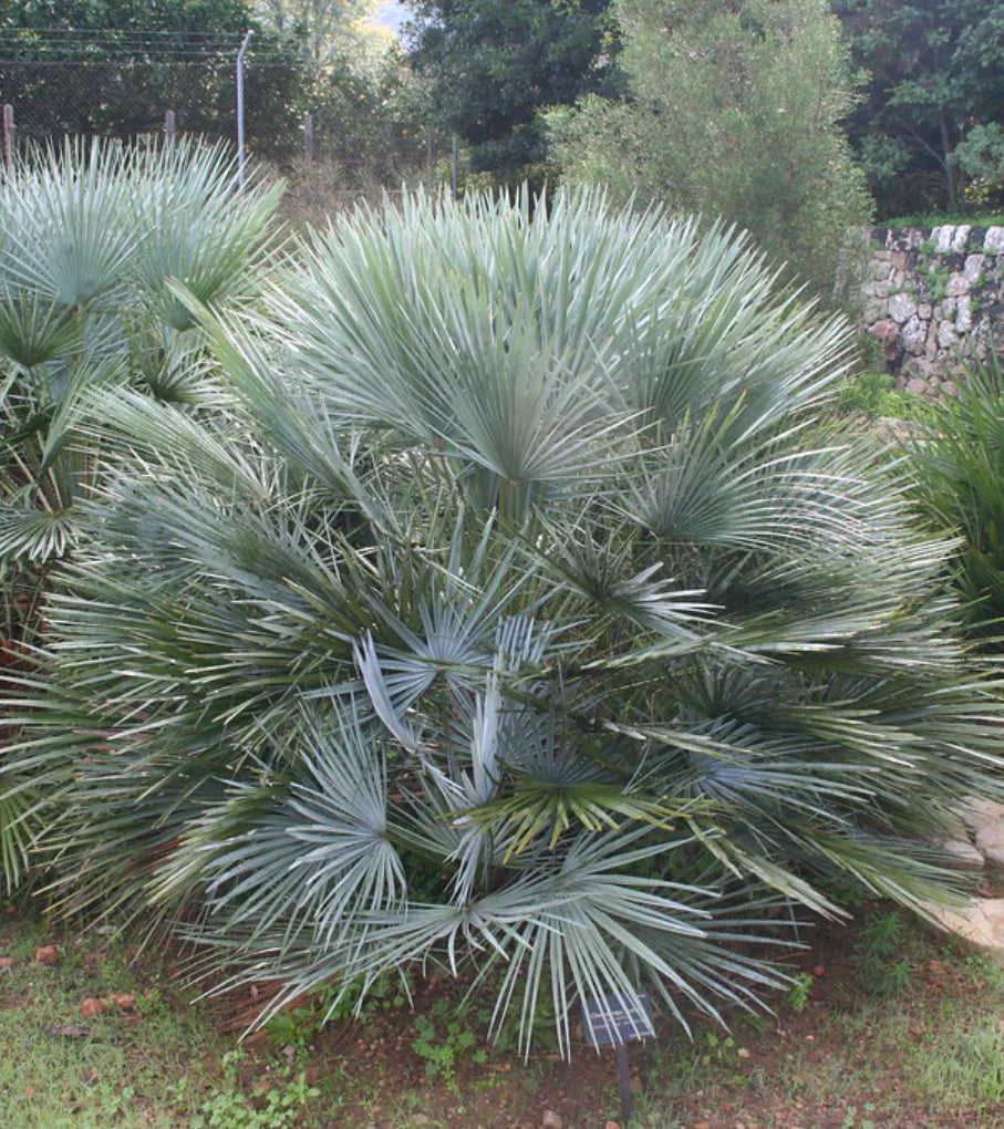 Gray Chamaerops Humilis Blumensamen zur Aussaat – farbenfroh Schau – Traditionssorte & ohne Gentechnik Samen Hausgarten